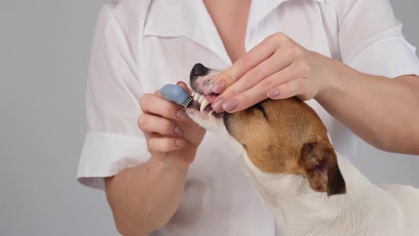 Woman Veterinarian Brushes the Teeth of the Dog Jack Russell Terrier with a Special Brush Putting It