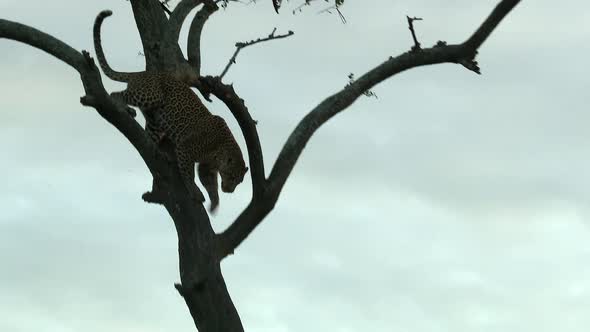 Leopard (Panthera pardus) walking and jumping down from a tree, during sunset, Maasai Mara, Kenya.