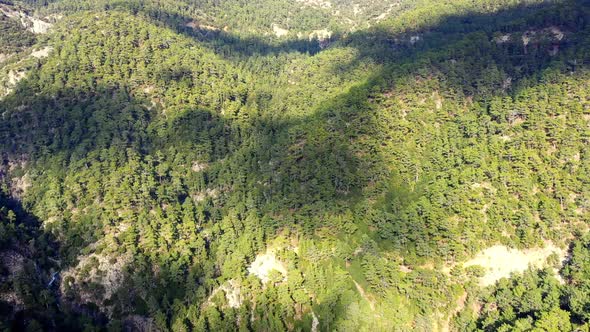 Coniferous forest on the slopes of Troodos