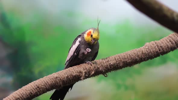 Beautiful Parrot Sitting on Branch in Enclosure