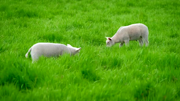 Sheep Lamb Grazing in Meadow