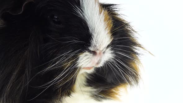 Fluffy Sheltie Guinea Pig Eating Isolated on a White Background in Studio. Close Up of Muzzle
