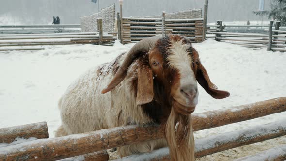 Funny Goat at a Livestock Farm Begs for Food Under the Snow Zoo in the Mountains