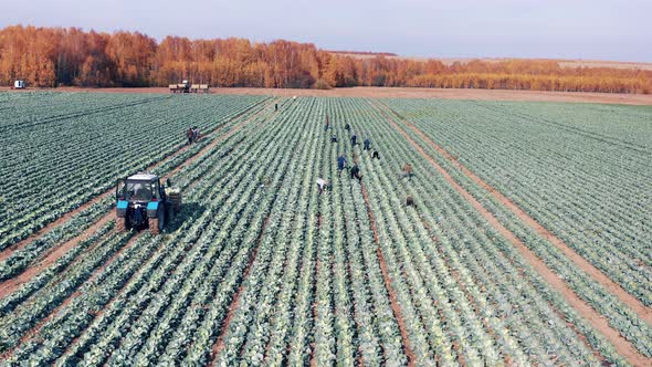 Cabbage Field with Farmworkers and Combines Harvesting It