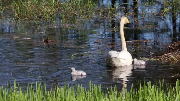 Female swan swimming with small chicks, in pond water, in sunny Scandinavia