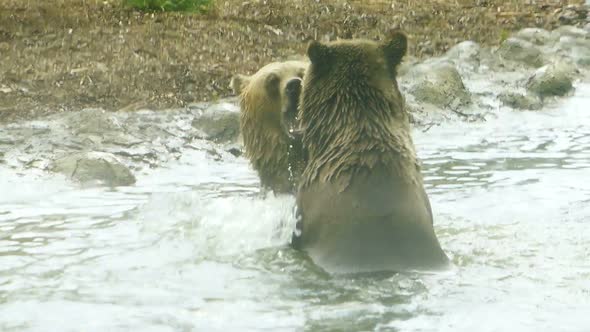 Two young bears wrestling in the pond.