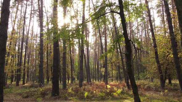 Trees in the Forest on an Autumn Day