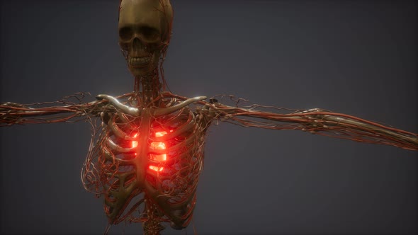 CG Animation Of A Sick Human Heart alt