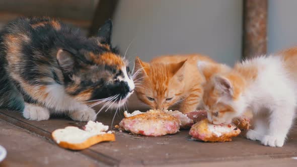 Homeless Three-color Nursing Cat Eating Meat with Kittens on the Street