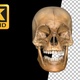 3d Skull of Skeleton - VideoHive Item for Sale