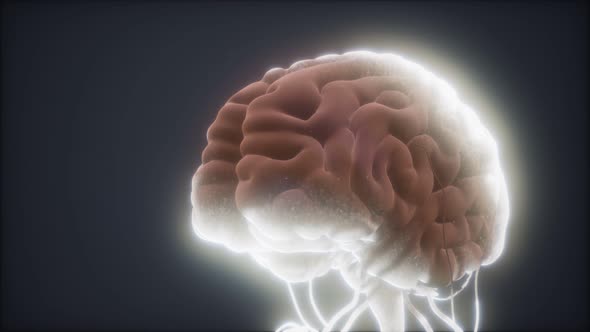Animated Model of Human Brain alt