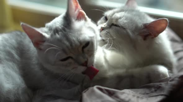 Two Cats Lying On Red Bed At Home In Winter Day