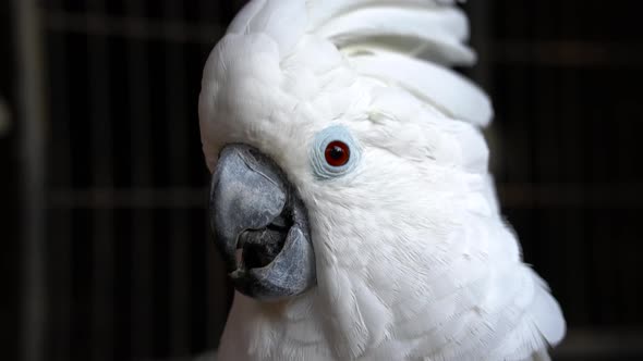 Close-up shot of a white cockatoo head, showing beak with moving tongue.