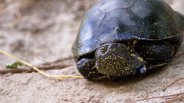 River Turtle Lies on Sand. European Pond Turtle Emys Orbicularis. Slow Motion