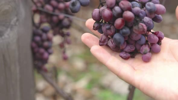 Hand Assessment of Grape Harvest Losses in the Vineyard After a Cold Snap