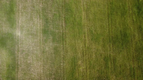 Aerial View on Green Wheat Field in Countryside