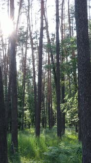 Vertical Video of a Summer Green Forest with Trees During the Day Slow Motion