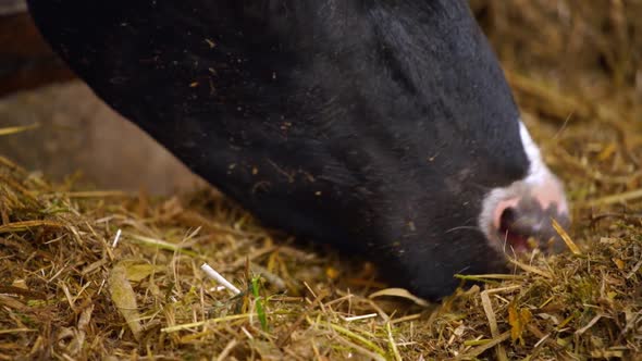 Cows feeding hay in the farm. Close up view of cows stuck in a stall eating hay