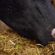 Cows feeding hay in the farm. Close up view of cows stuck in a stall eating hay - VideoHive Item for Sale
