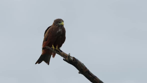 A Hawk Perched on a Dead Branch Observing Its Surroundings with the Wind Ruffling Its Tail Feathers