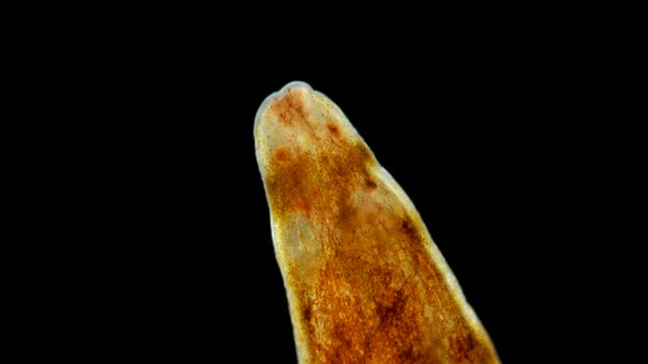 Nemertea Worm Under a Microscope, Supertype Spiralia. Highest Classification: Lophotrochozoa