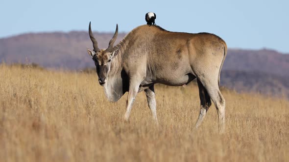 Male Eland Antelope With Pied Crow