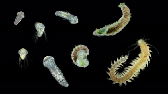 Microscopic Black Sea Plankton and Zooplankton, Polychaeta Worm of the Genus Nereis