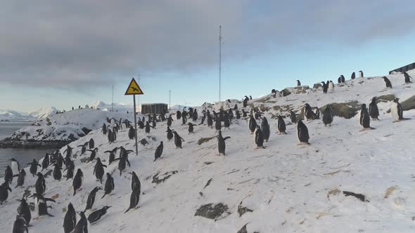 Antarctic Humor - Sign Says "Caution - Birds". Gentoo Penguin Colony