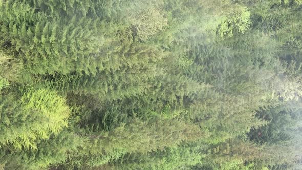 Vertical Video Aerial View of Trees in the Forest