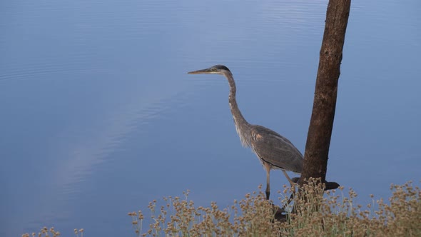 Heron watches its surroundings closely while walking in calm blue waters.