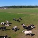 Aerial View of Cows in a Herd on a Green Pasture in the Summer - VideoHive Item for Sale
