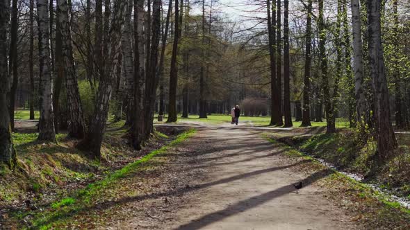 A Young Mother Walks with a Baby Stroller in Birch Grove on Green Grass in a Natural Park in Sunny