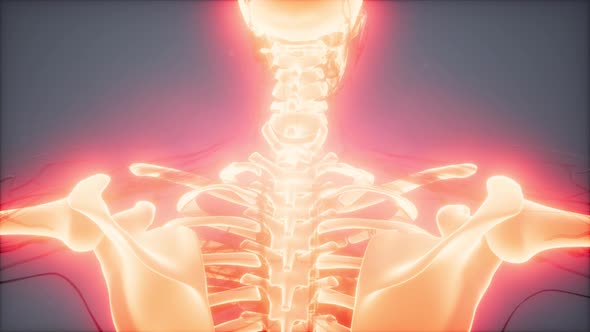 Transparent Human Body with Visible Bones alt