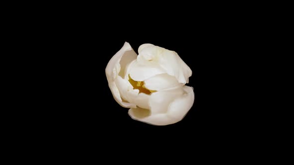 Beautiful Timelapse of a White Tulip Blooming.