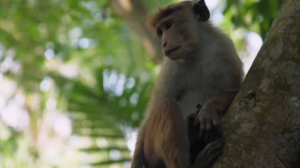 Adorable Monkey with Short Fur Sits on Tree and Looks Around