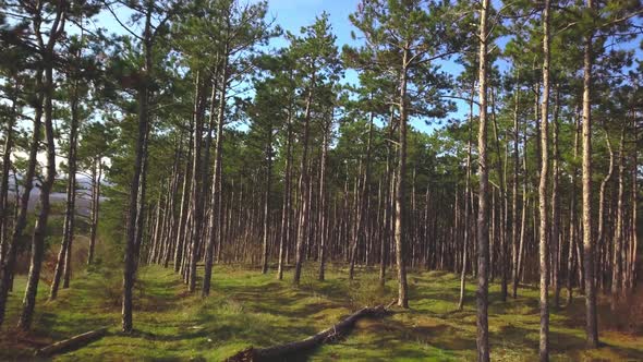 Sunny Forest in the Rays of Sun Zoom in Video