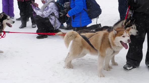 Team of Husky Sled Dogs