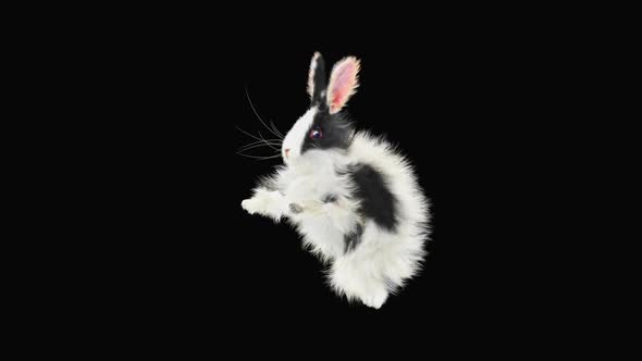 Rabbit Dancing HD