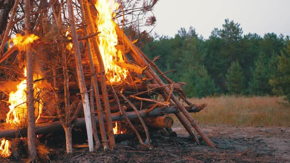 Big Bonfire of the Branches Burn at Dusk in the Forest. Large Fire Brightly Burning