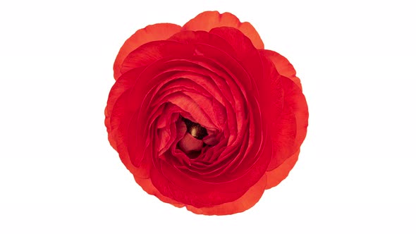 Time Lapse Red Ranunculus Flower