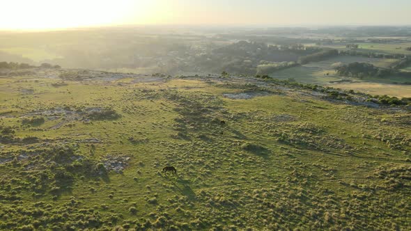 Stunning Sunrise On the Hill While Horses Are Grazing, Aerial Tour