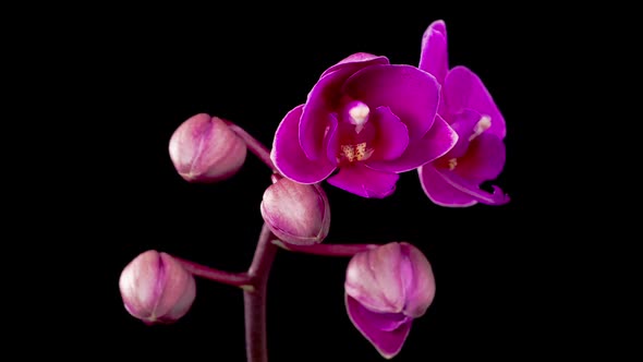 Blooming Purple Orchid Phalaenopsis Flower