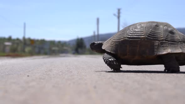  A turtle is walking on street.