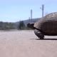  A turtle is walking on street. - VideoHive Item for Sale
