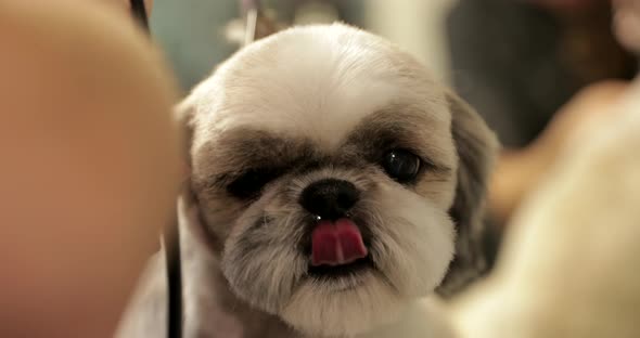 Grooming Dogs in a Beauty Salon