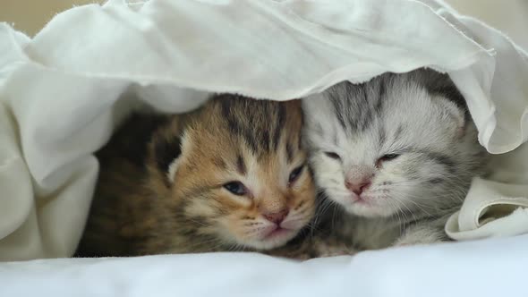 Two Scottish Kittens Lying On White Bed