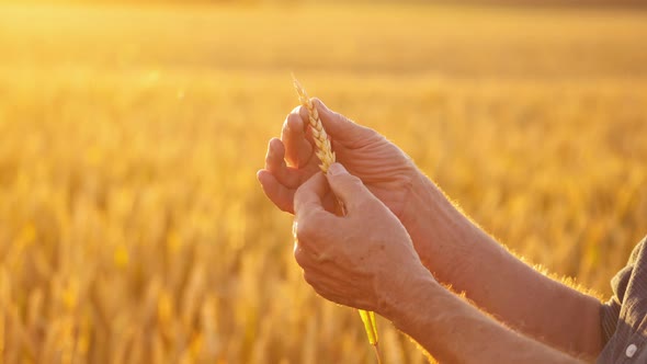 Man hands hold a ripe wheat spike