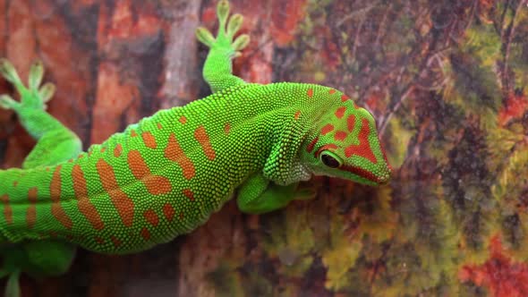 Giant day gecko eating a mealworm while hanging on a wall