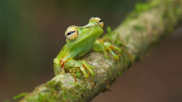 Canal Zone Tree Frog in its Natural Habitat in the Caribbean Lowlands