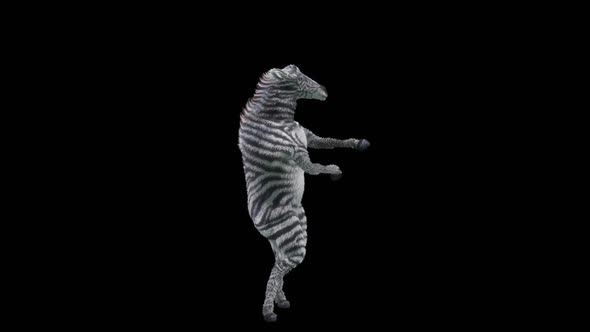 29 Zebra Dancing HD